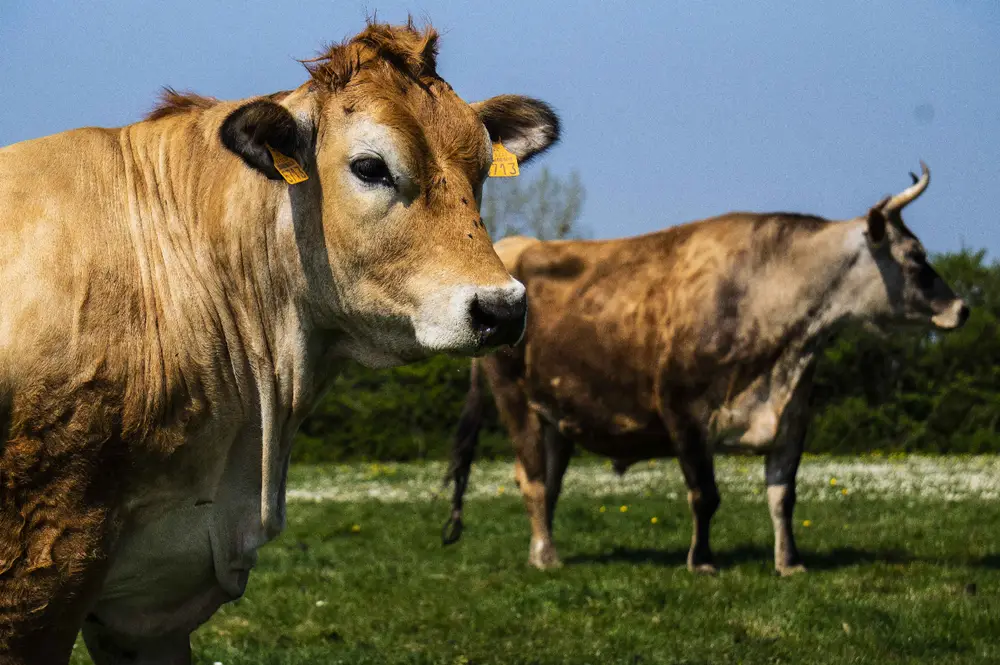 Chicken feed card image